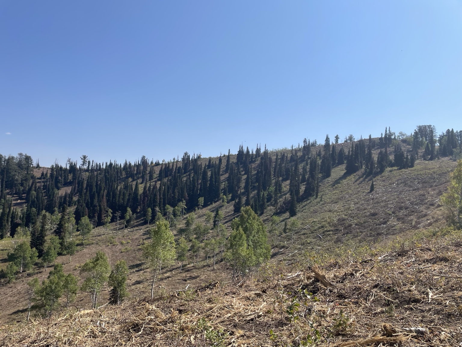 Hillside after clearing and cleanup