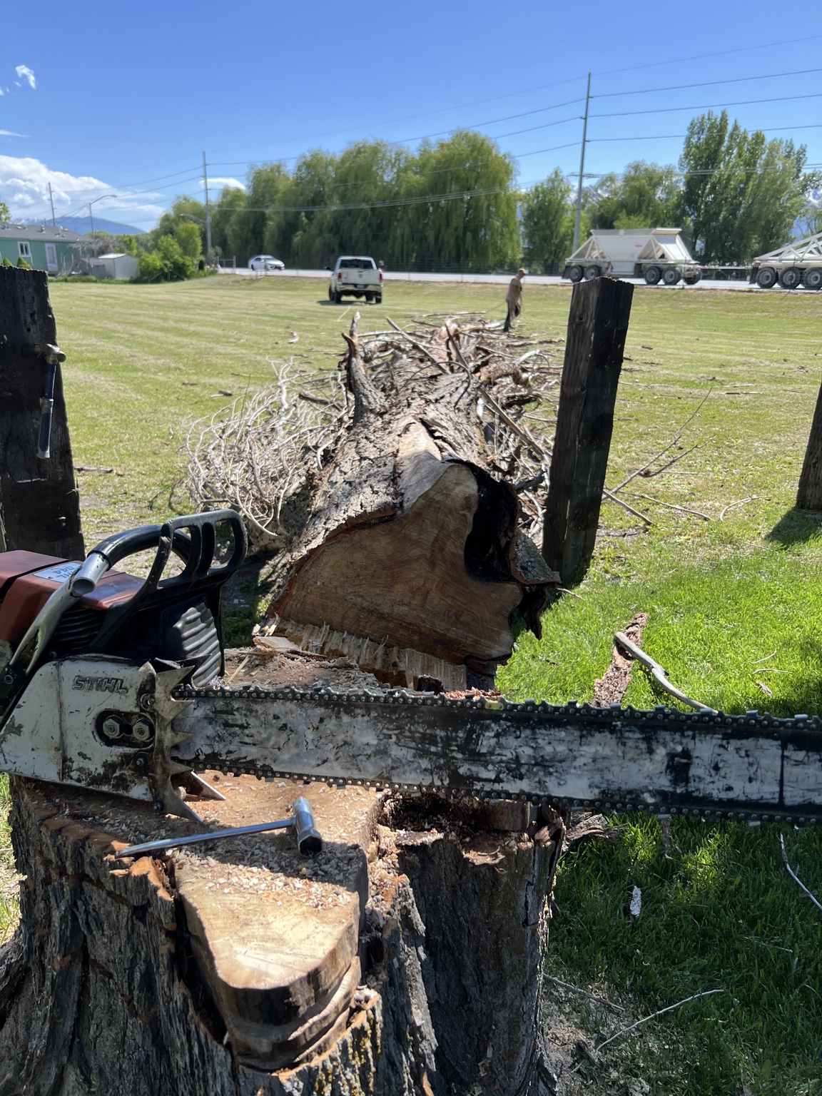 Removed dead tree cut into sections