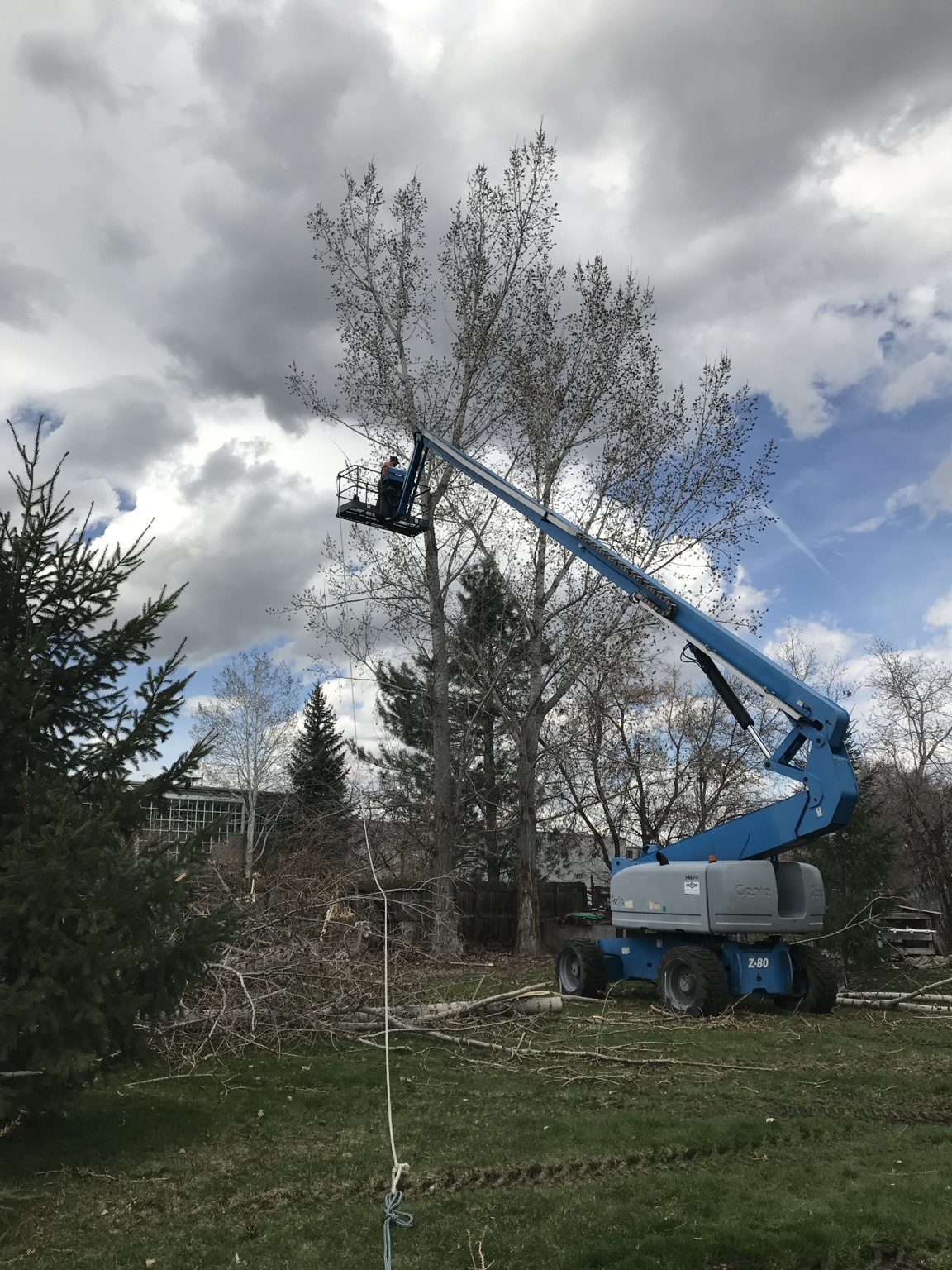Bucket truck trimming a large tree