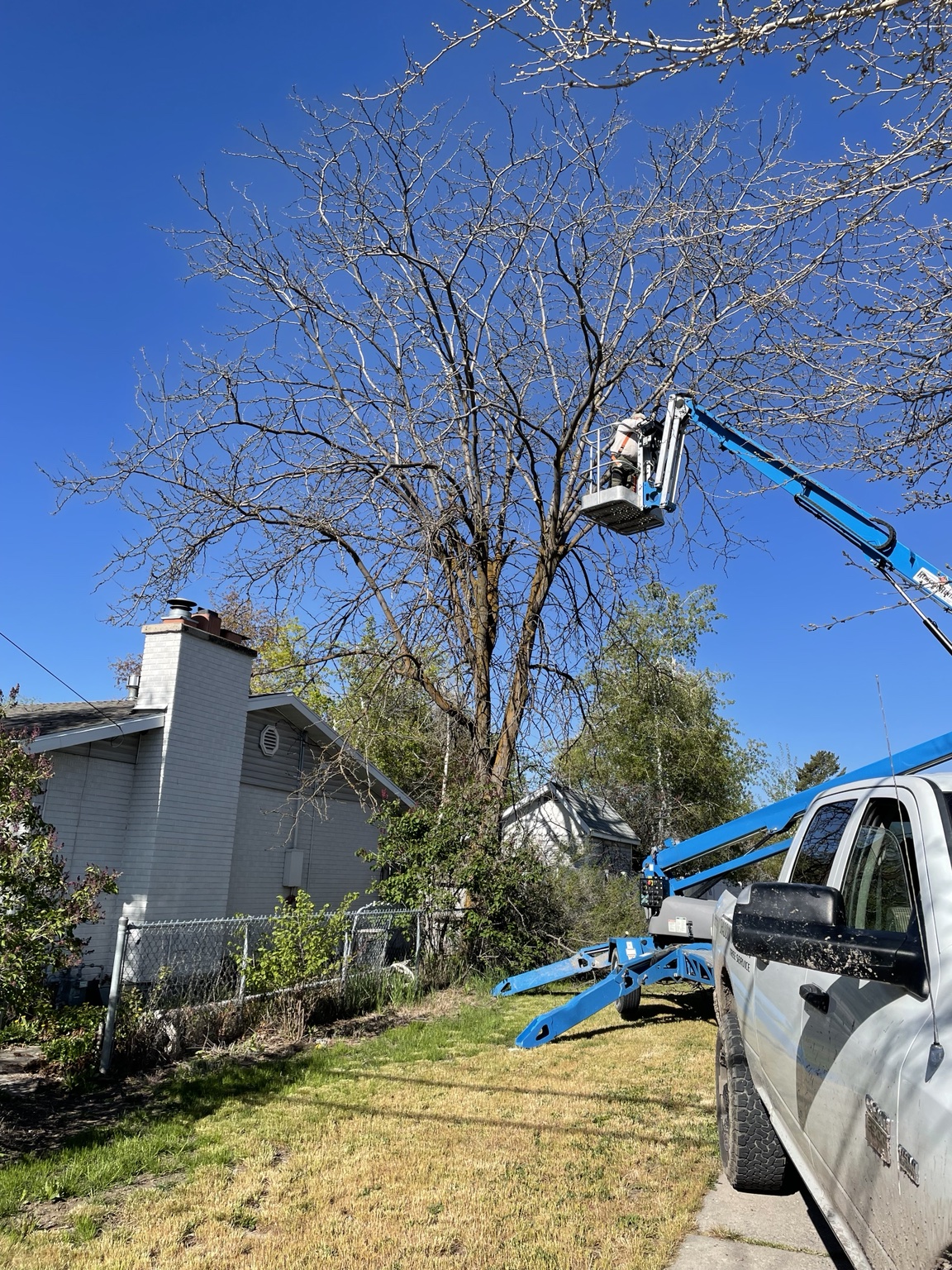 Lift used for tree trimming
