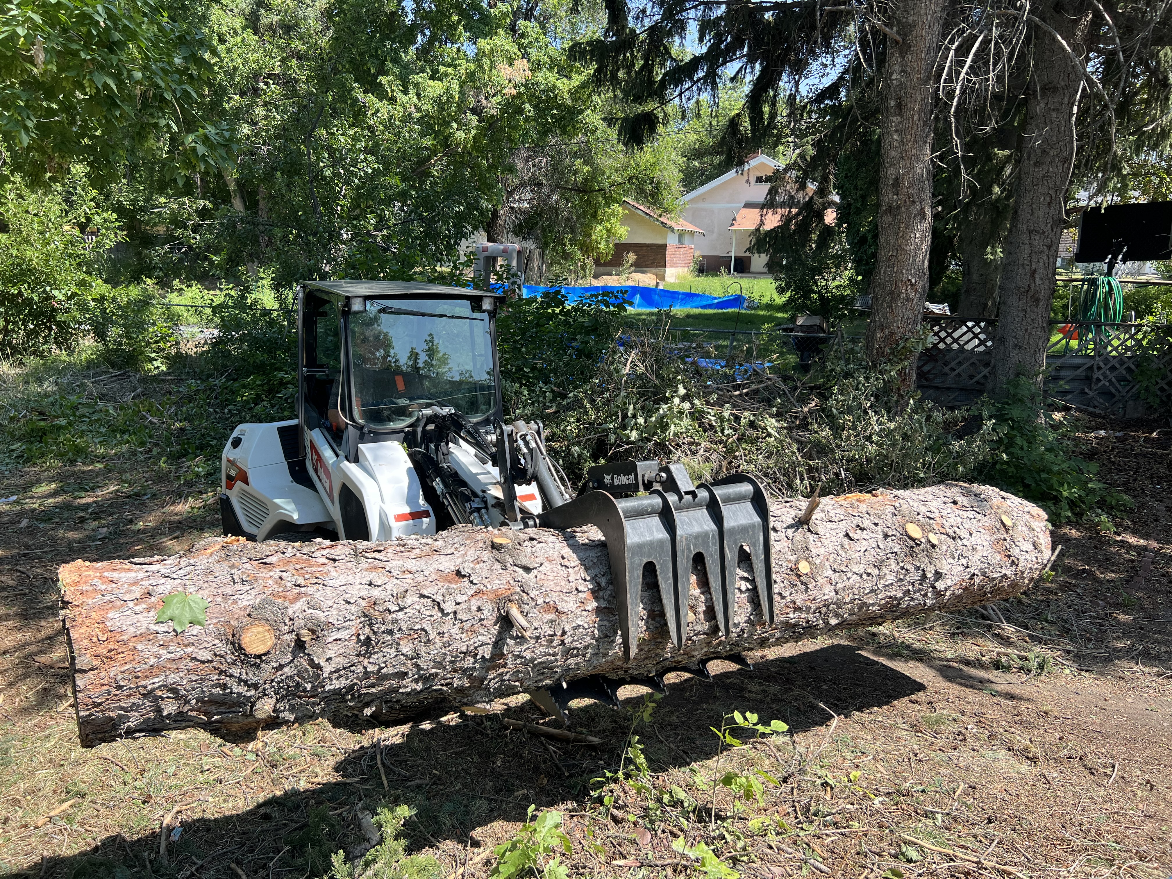 Loader moving a large cut tree log