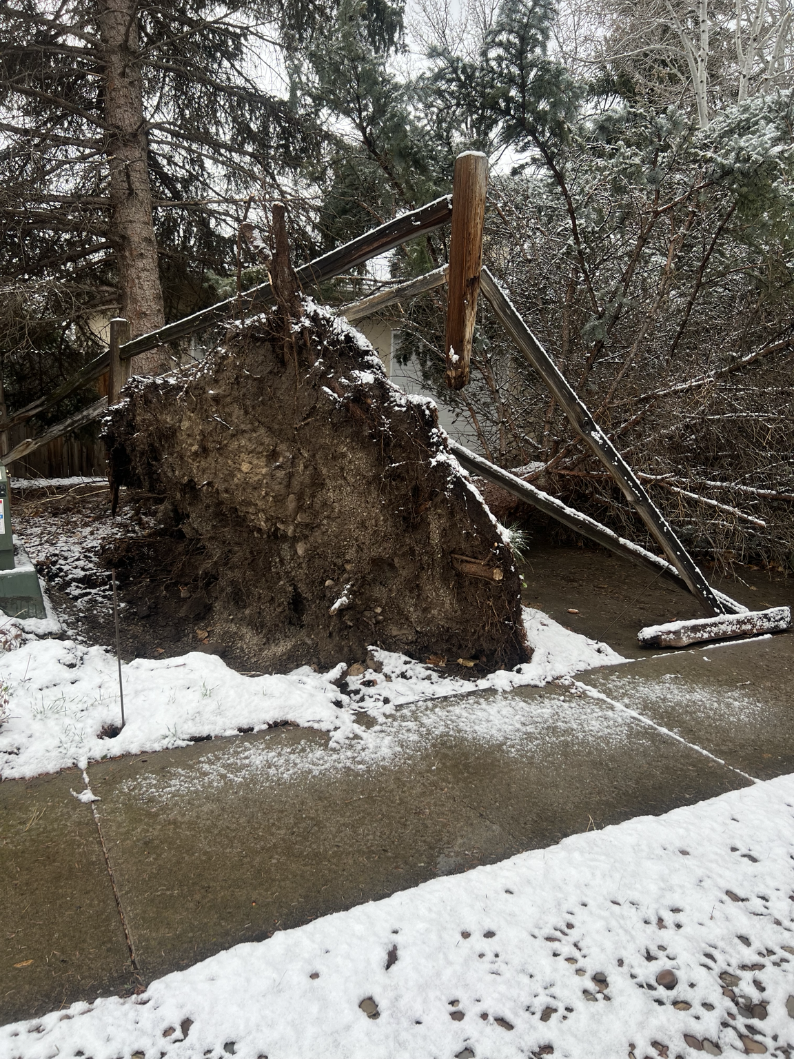 Uprooted tree with exposed root ball
